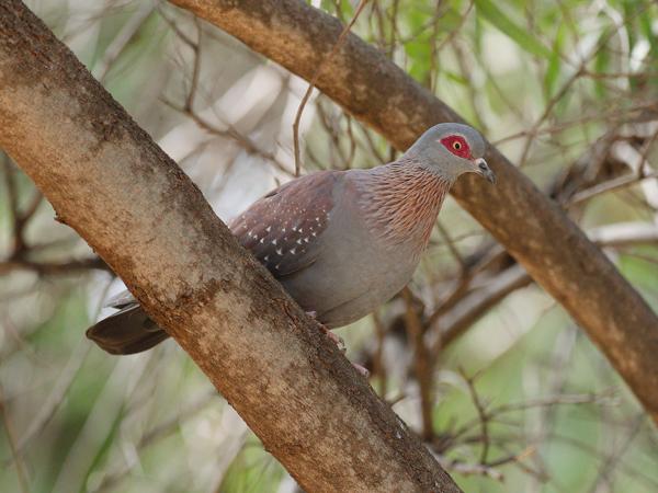<h3>Columba guinea / Speckled pigeon / Gespikkelde duif</h3>OM-1 Mark II with OLYMPUS M.300mm F4.0, 1/2000 sec at F4.0, ISO 3200, distance 7.50 m
